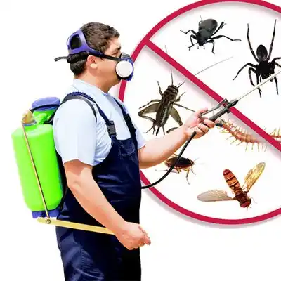 pest control Rocky Boy West